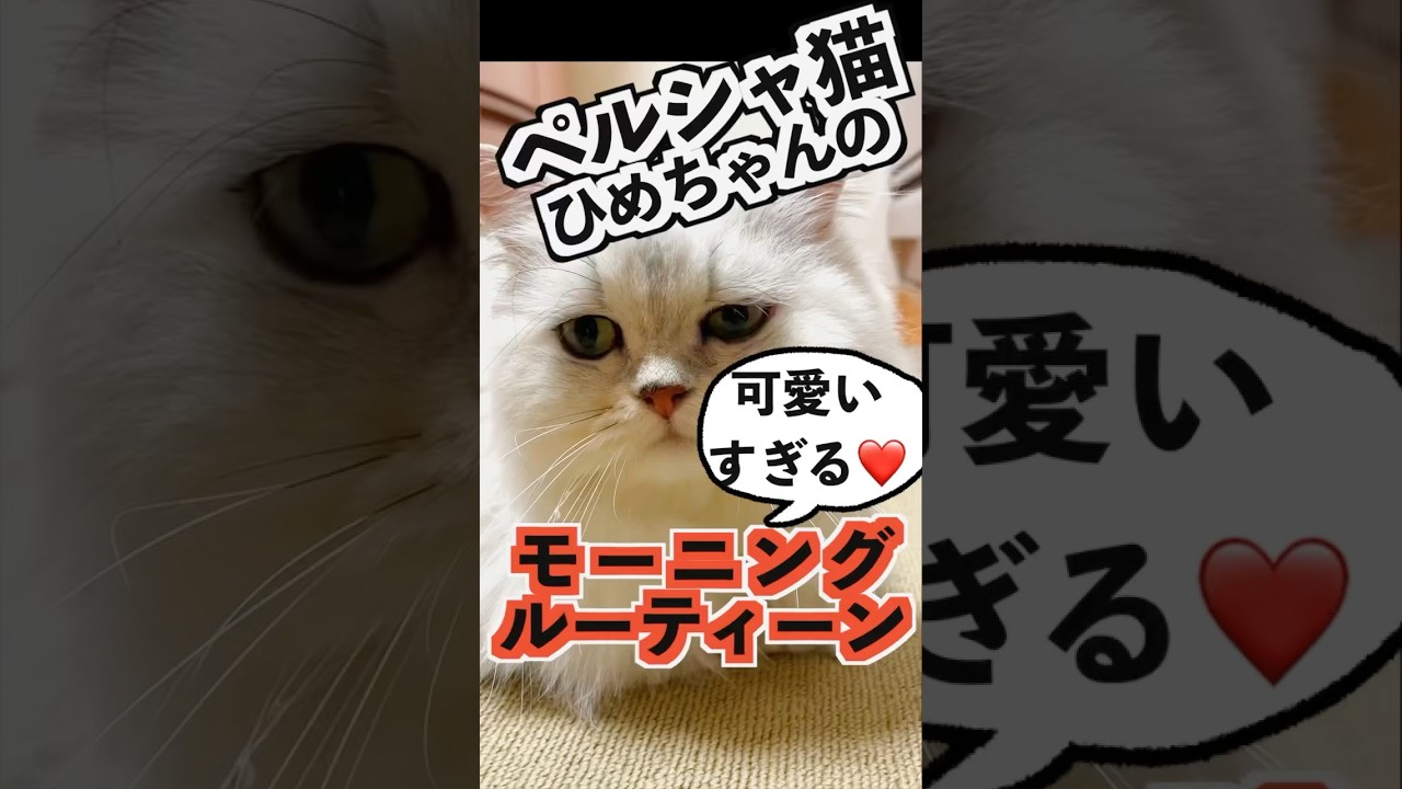 朝の癒し💛甘えん坊ペルシャ猫のひめちゃんの日課#ペルシャ猫 #甘えん坊 #モーニングルーティン