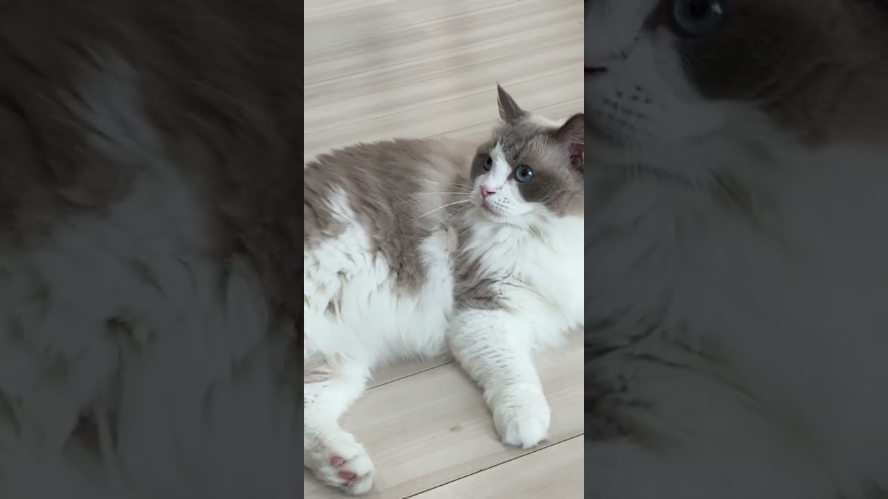 #ラグドール #cat  #cats  #animals  #猫のいる暮らし  #catlovers  #ragdoll  #ragdollcat #ラグドール子猫　　#猫  #仔猫