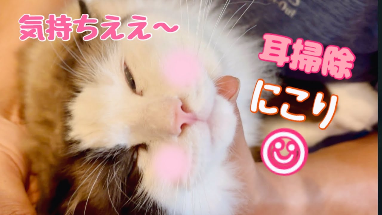 【猫の耳掃除】ラグドール・アメショ・ペルシャの耳掃除でスッキリごっそりついでに鼻クソも目クソも取っちゃうよスペシャル😈