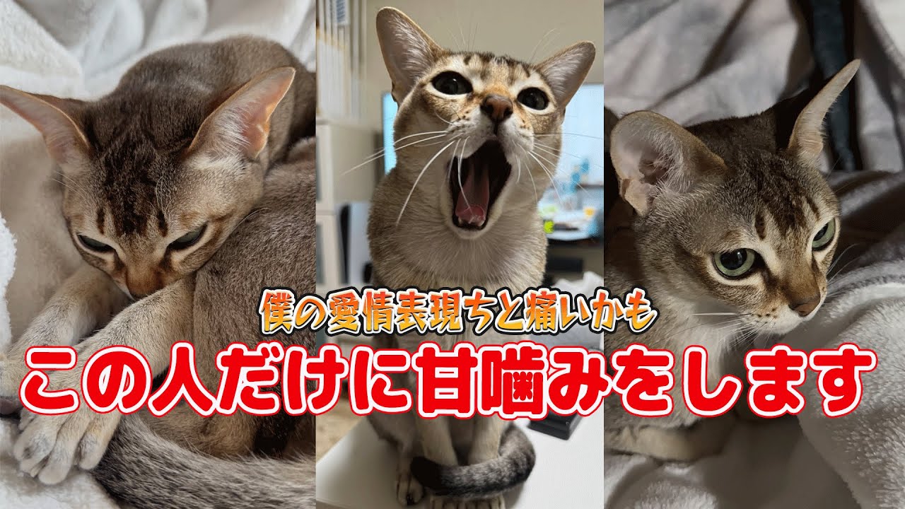 【シンガプーラ】僕の甘噛みはちと痛いねん！この人にだけは甘噛みをします#singapura #singapura #ねこ