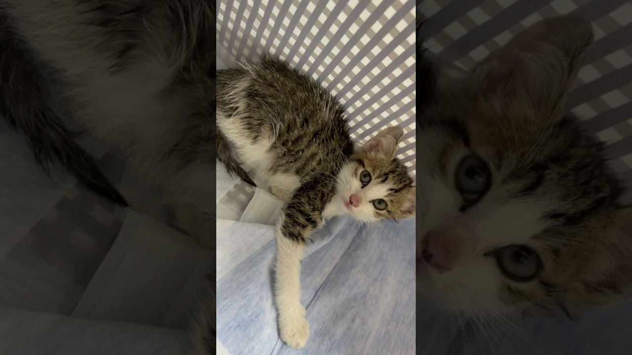 保護して直後の子猫 #cat #子猫 #保護猫 #子猫可愛い #こねこフィルム #猫動画 #catvideos