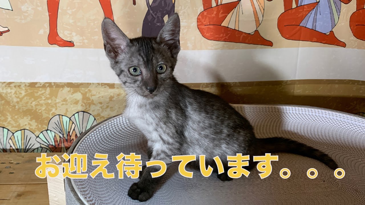 エジプシャンマウを飼いたい方へスモークの雄が生まれました