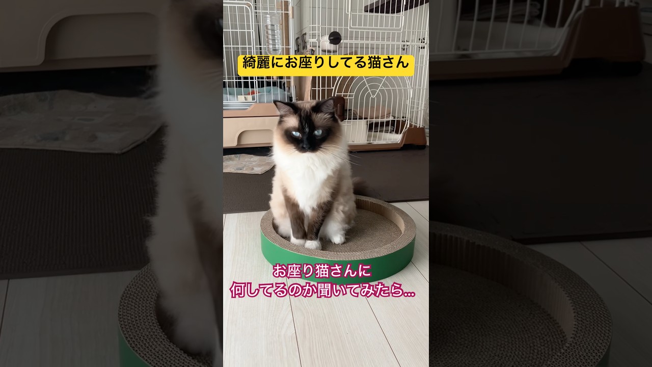 アピール上手なたぬきに似た猫さん #ragdolls #cats #cutecat #shorts #ラグドール #猫動画 #猫のいる暮らし #ショート