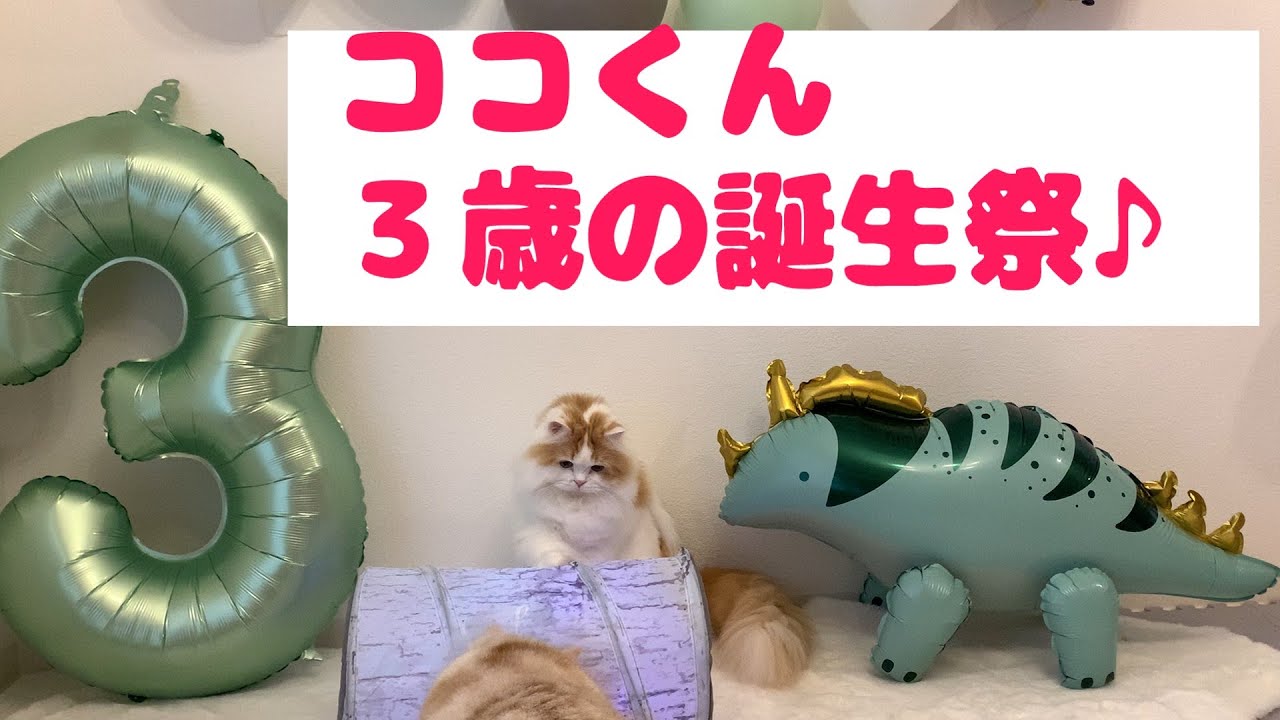 猫の誕生日パーティー＃スコティッシュフォールド＃猫の誕生日＃３歳の誕生日