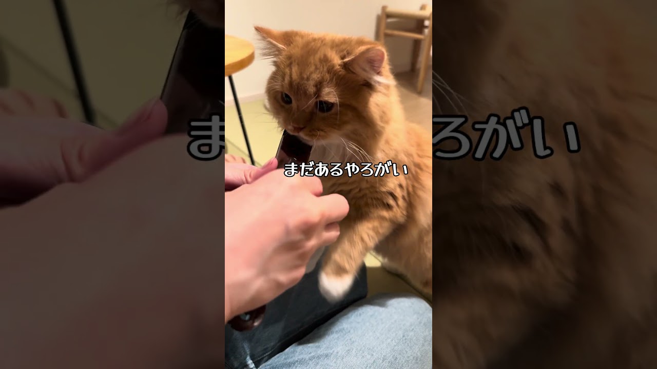 ちゅーるスプーン買ってみた  #猫 #子猫 #かわいい #猫動画 #cat #スコティッシュフォールド