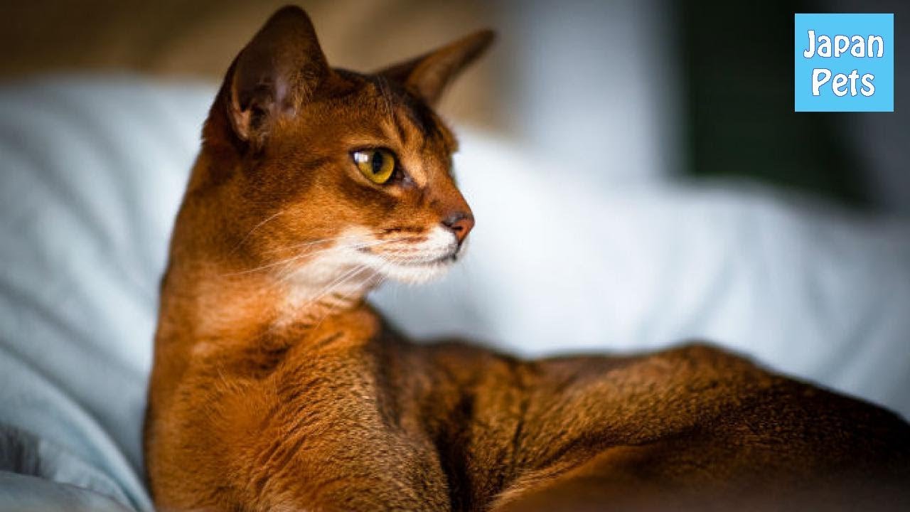 アビシニアンは凶暴な猫？気になる性格や寿命など飼い方のまとめ - Japan Pets