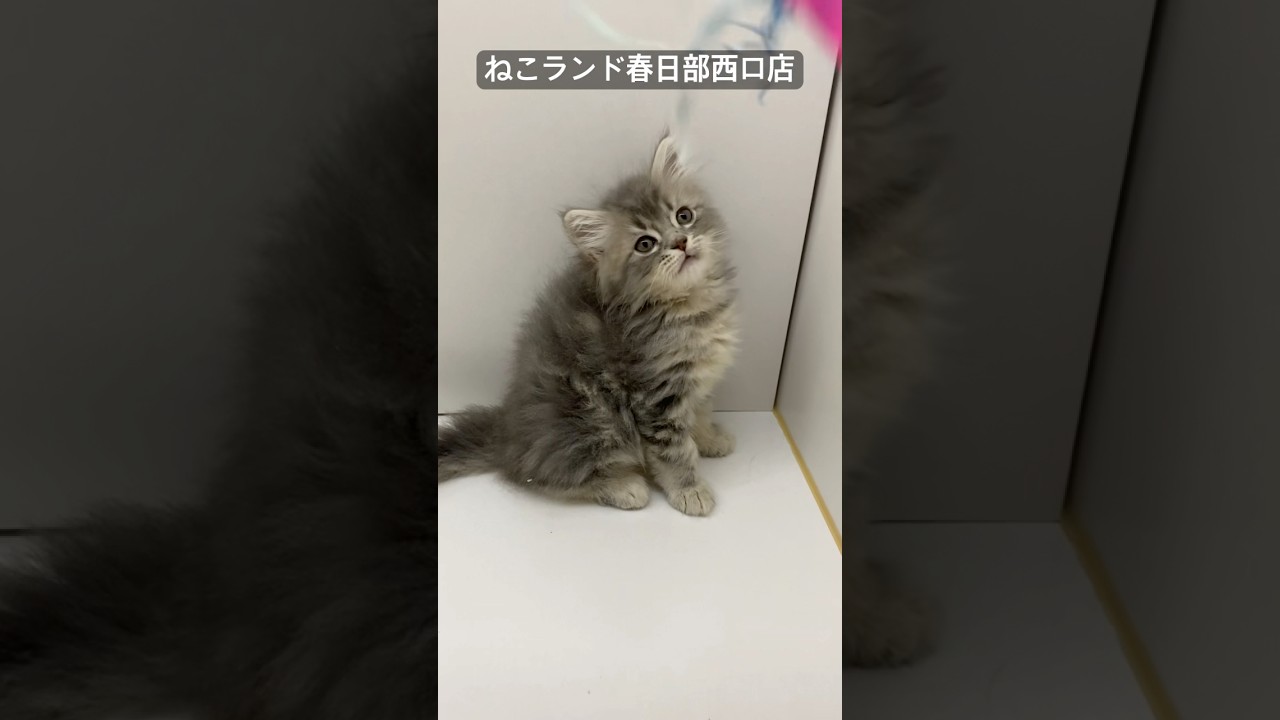 【子猫販売】#サイベリアン #cats #ペットショップ #ねこランド #春日部