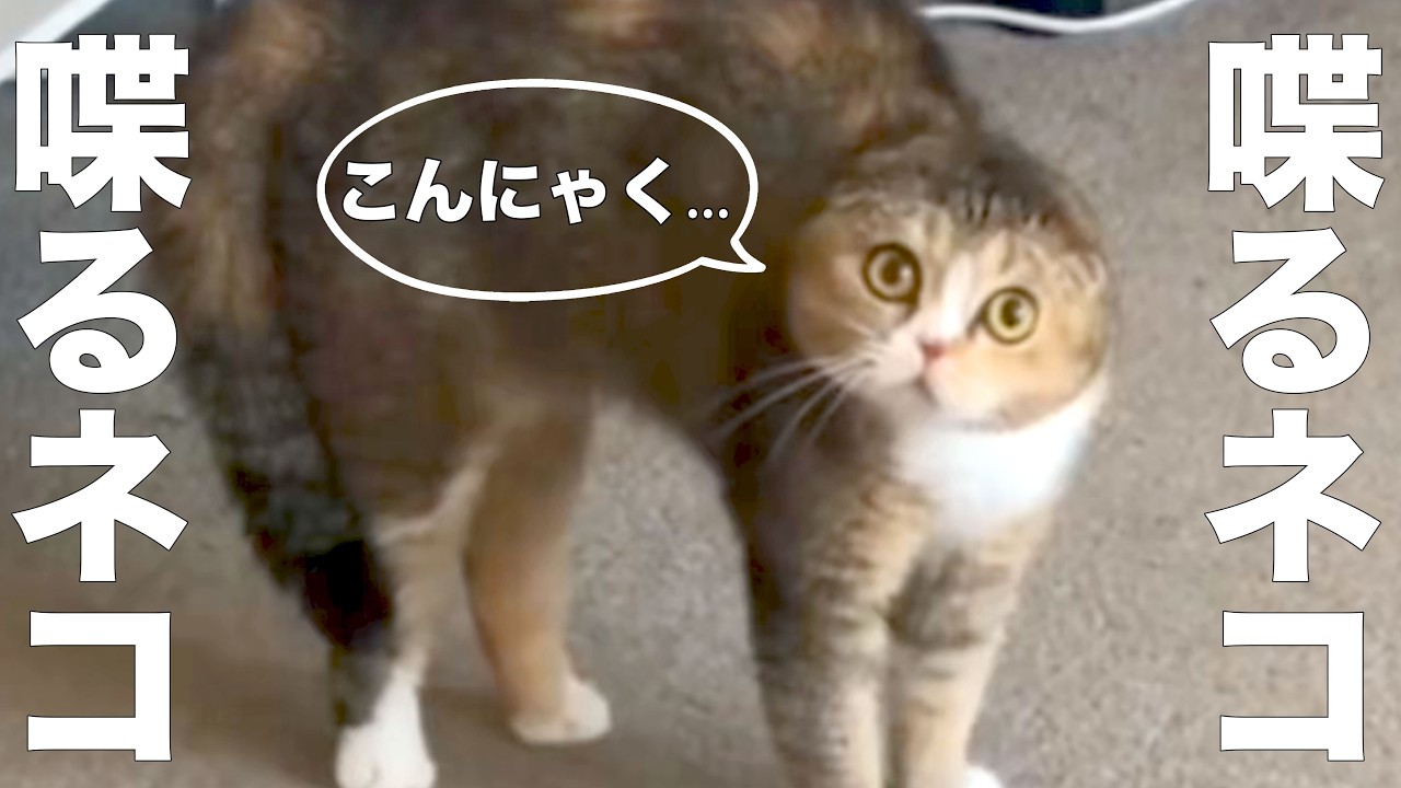 【番外編】　喋るネコ　【※アフレコではありません】