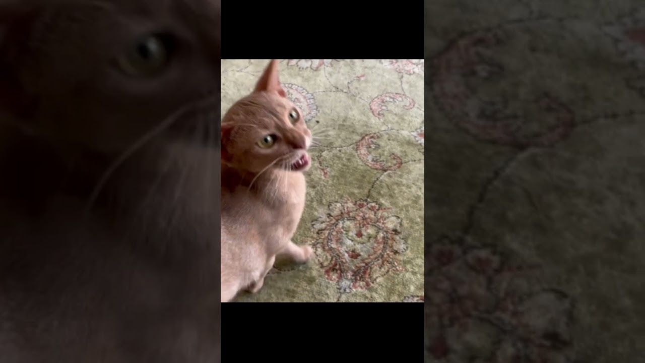 Meow or Later?     #abyssiniancats #cat #catlovers #funnycats #catshorts #catvideos #catsofinstagram