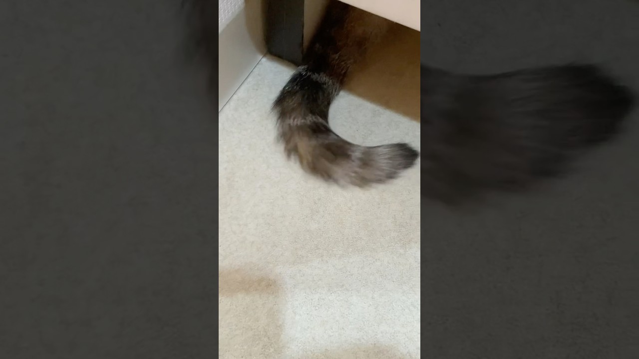 あれ😯誰のしっぽですか