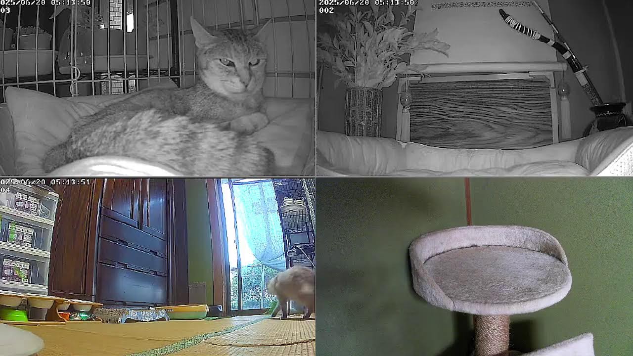 猫ライブ　野良猫から家猫へ 　保護猫と野良猫　 cat live