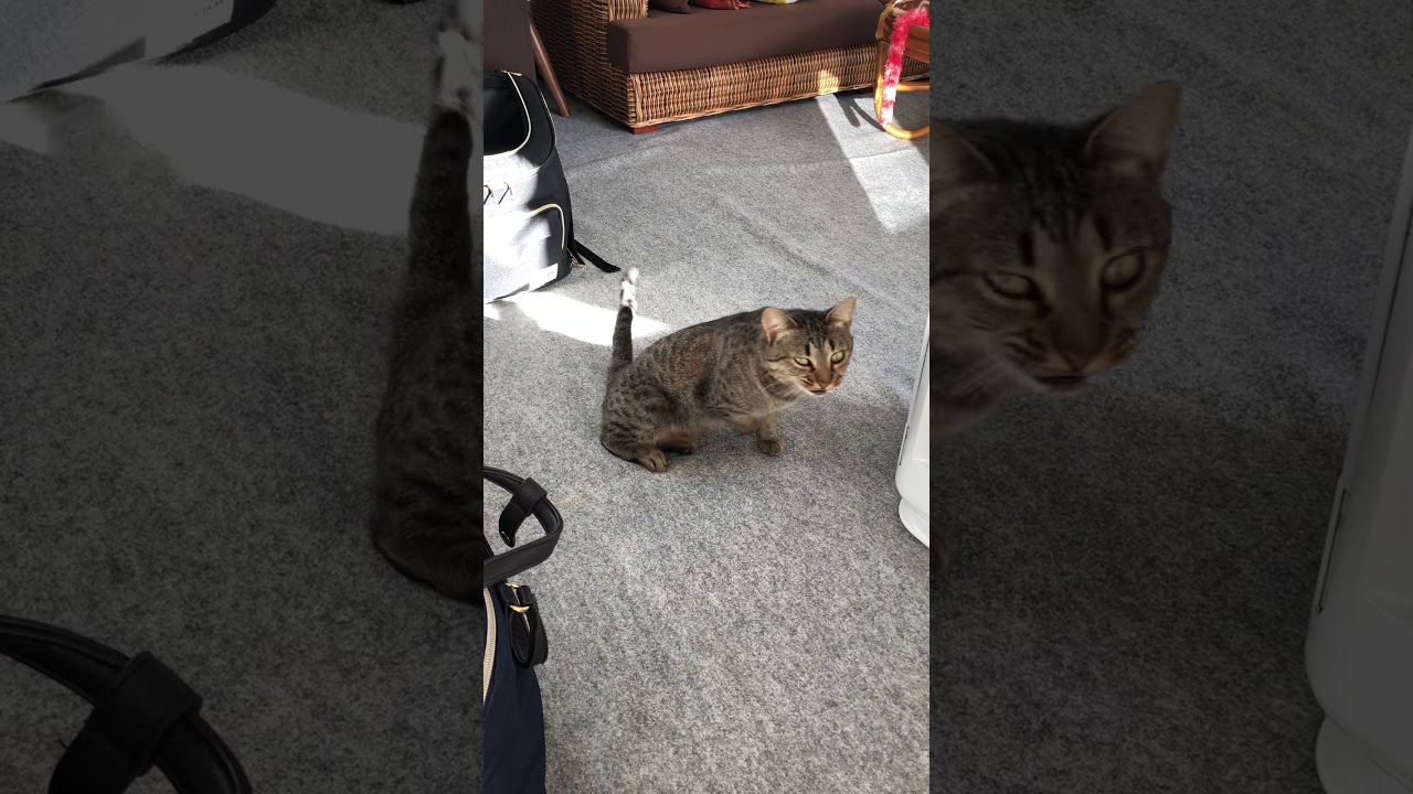 オシキャット、〝お帰りニャア☆〟