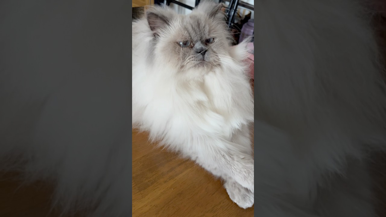 ブラッシングやだにゃ〜　#ぎんちゃん　#himalayan #ヒマラヤン #推しカメラ