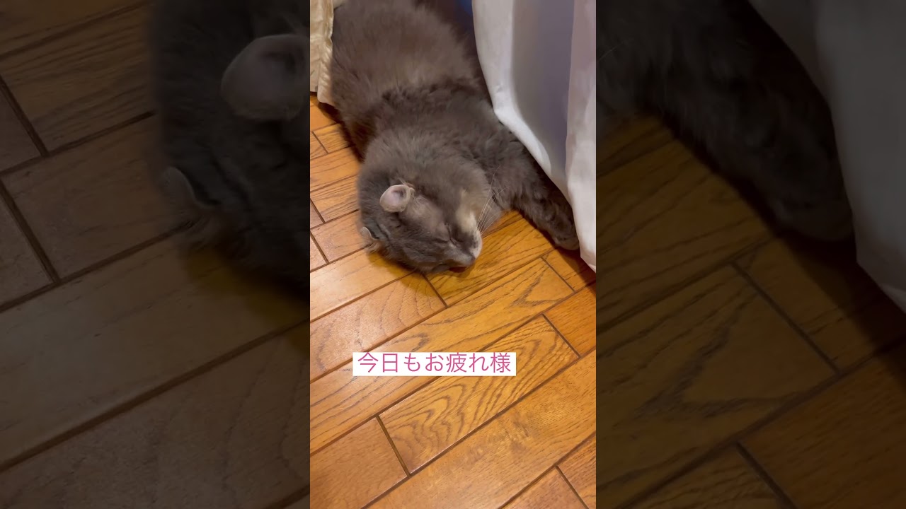 寝落ち #ねこ動画 #アメリカンカール #かわいい猫 #猫動画