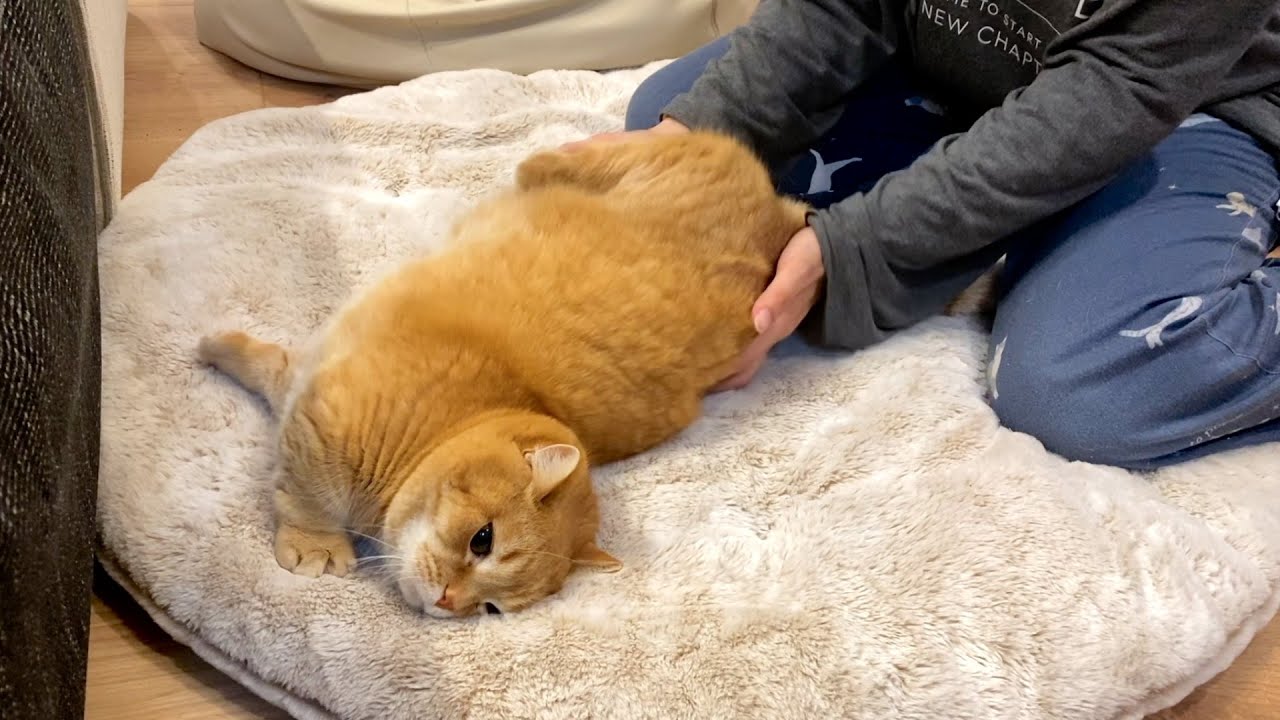 ブルンブルンコッペパンプリポンポン(?)