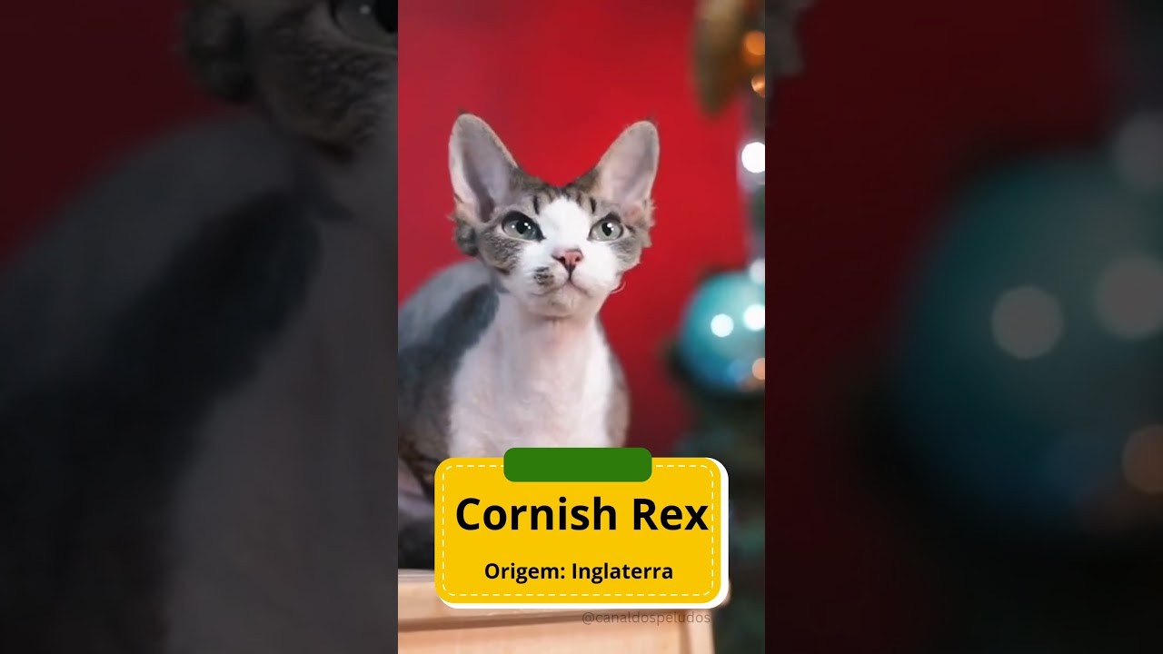 Cornish Rex🐱🐈💖🐾#cornishrex