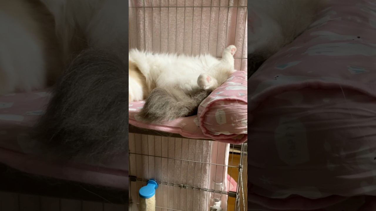 巨大猫の寝相　#猫  #cat  #ラグドール