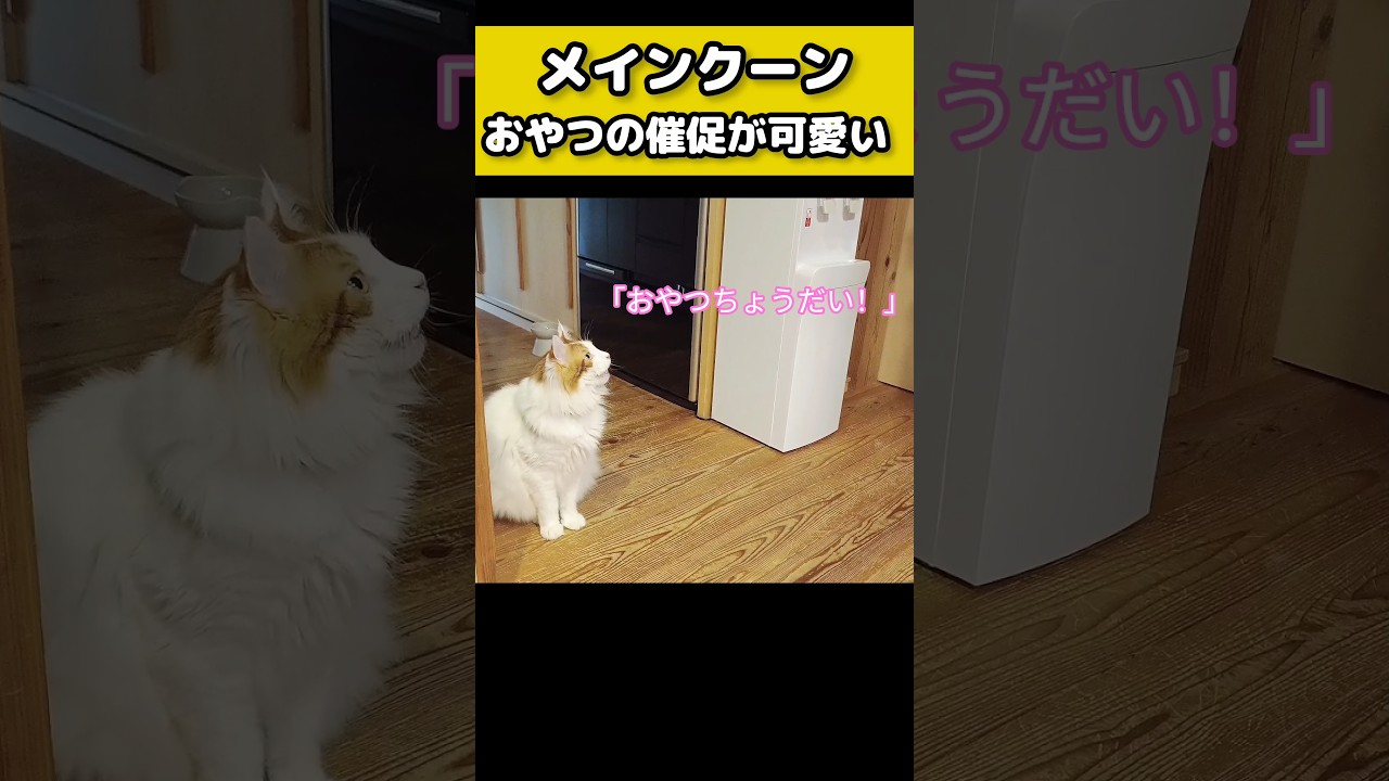 猫「おやつちょうだい」 #猫のいる暮らし #猫 #メインクーン #cat #mainecoon #catlover​  #catshorts​ #cute​ #cutecat​ #fyp​