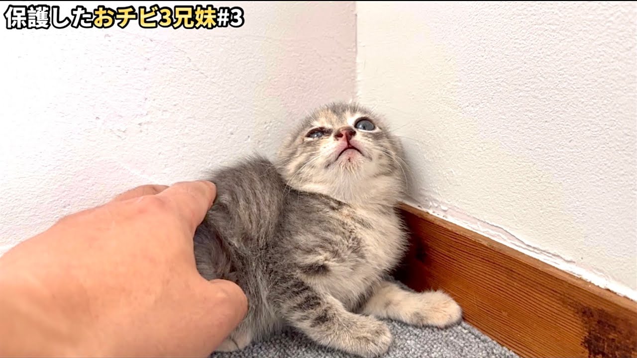 角に追い詰められたビビり子猫 伸びてくる人の手に…【保護猫】