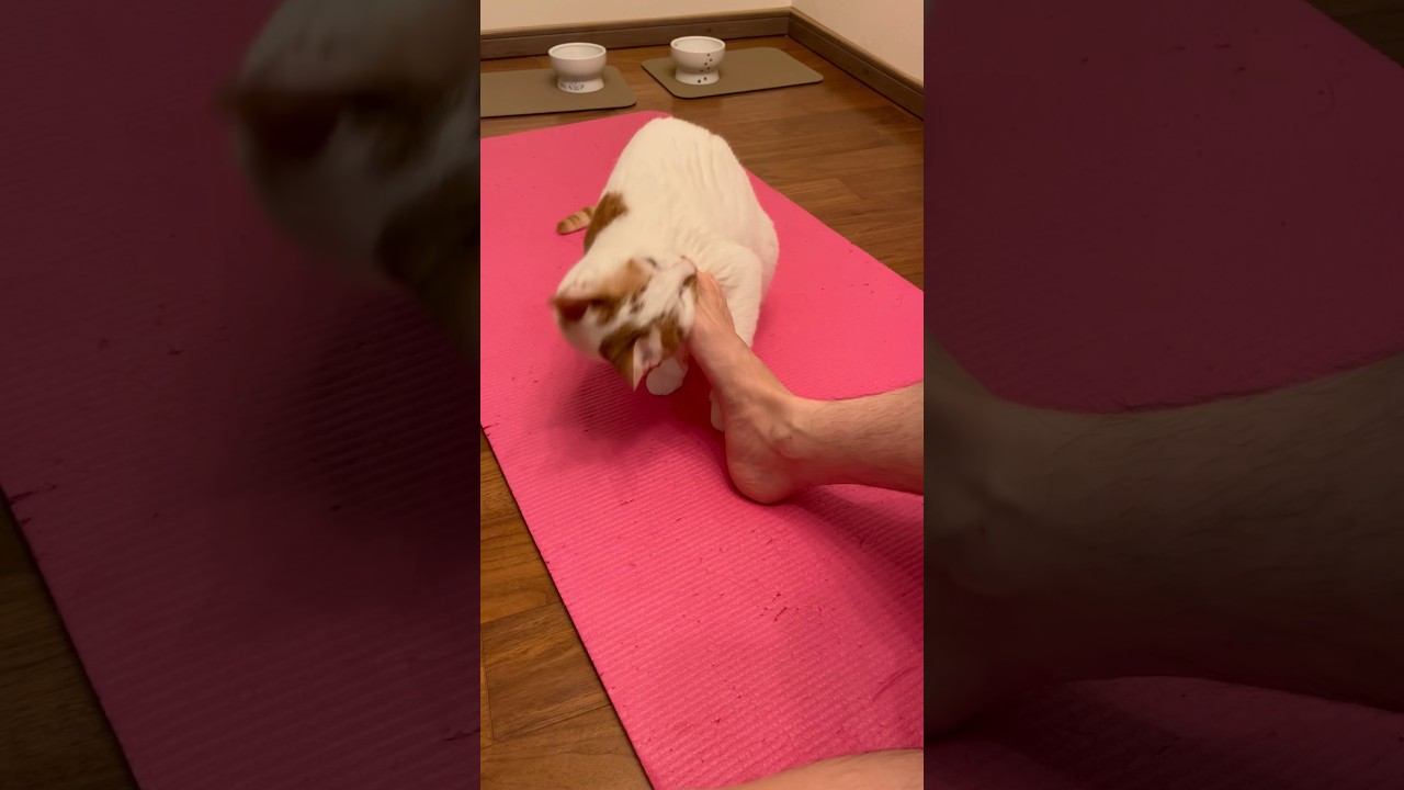 おっさんの足に夢中な猫 #cat #日本猫 #保護猫