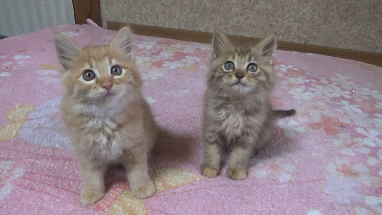子猫たちの１日ルーティンが可愛すぎる