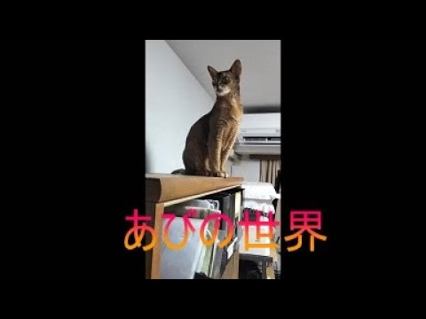 ネコ動画あび＃4987　あびの毎日　アビシニアン　あび