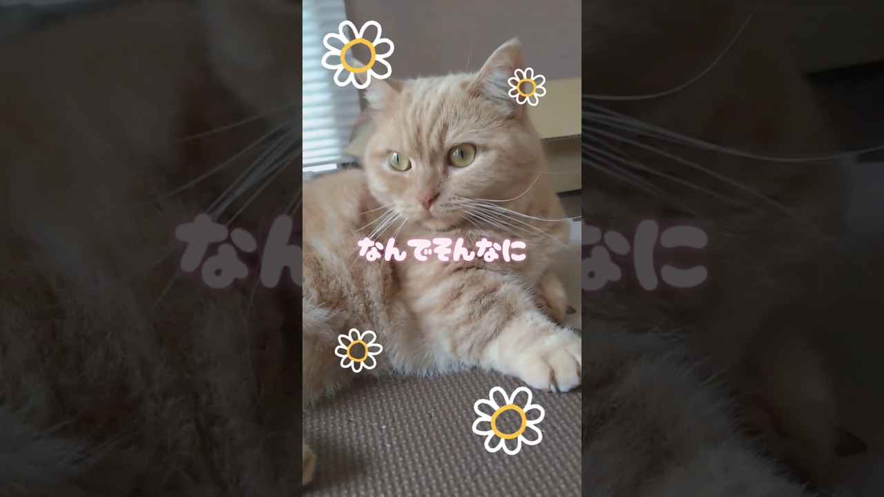【なんでそんなにマンチカン】 #shorts #猫 #ねこ #cat