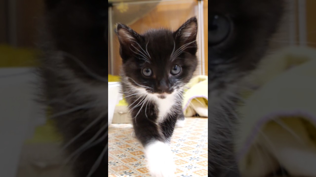 ゴキゲンで突進してくる子猫 #gatto #kitten #子ネコ #meow #asmr