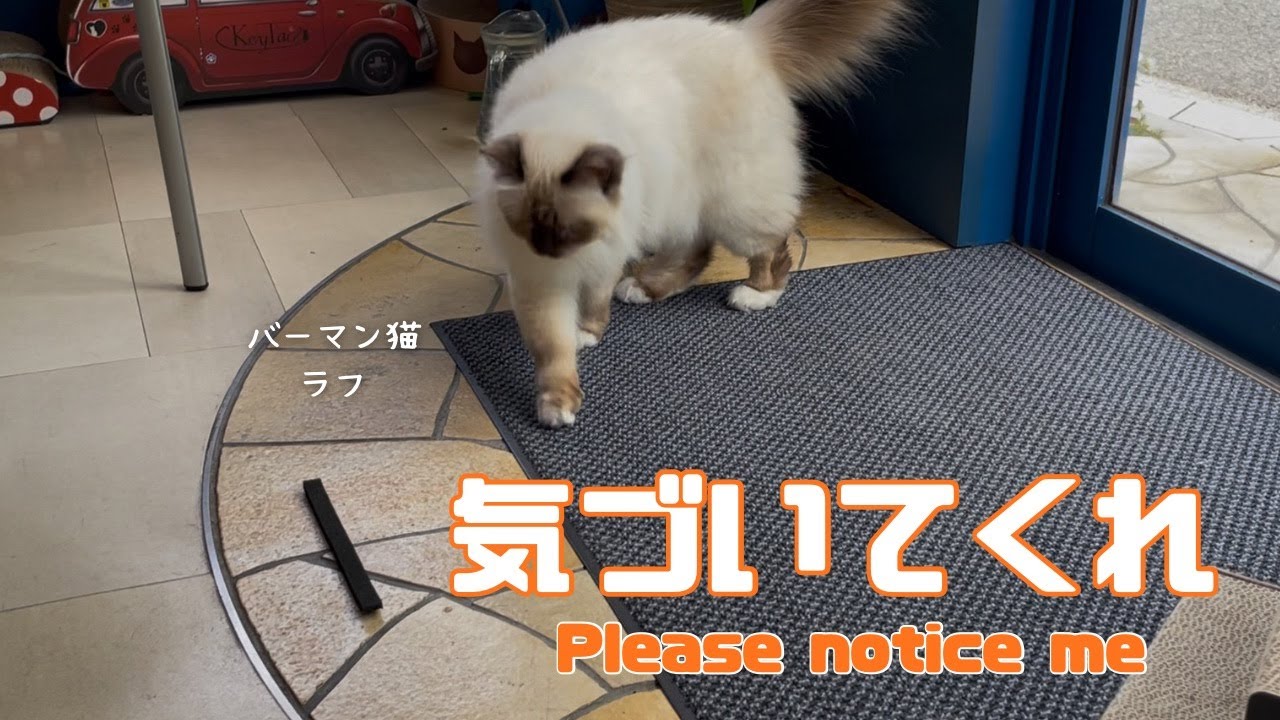 バーマン猫ラフとウリとガブ【気づいてくれ】Please notice me（バーマン猫）Birman/Cat