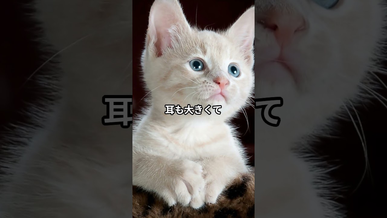 ターキッシュアンゴラ猫の歴史と魅力！ #youtubeshorts #猫のいる暮らし #ねことの暮らし