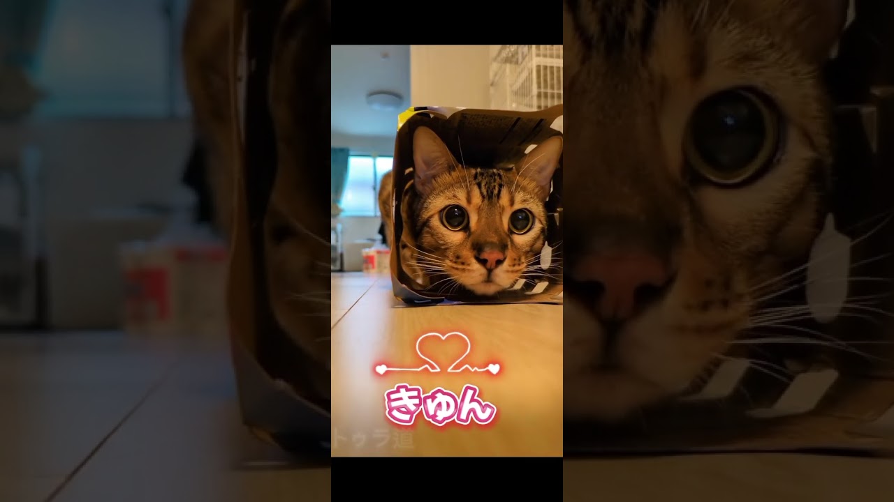 まんまる。#shorts #トゥラ道 #ねこのいる生活 #ベンガル