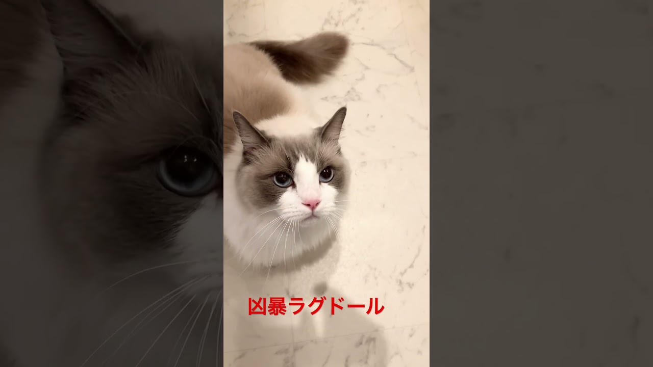 凶暴ラグドールのマル　#ラグドール  #cat  #cats  #猫のいる暮らし  #ragdoll  #ragdollcat  #catlovers  #catvideos  #catshorts
