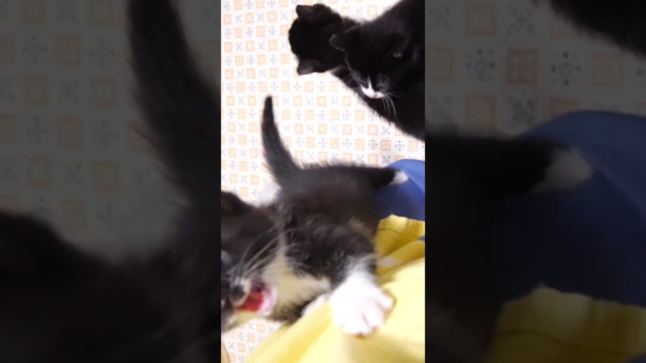 ご飯の準備に気づいた子猫たちが続々とママに集まる #gatto #kitten #cat #子ネコ #meow