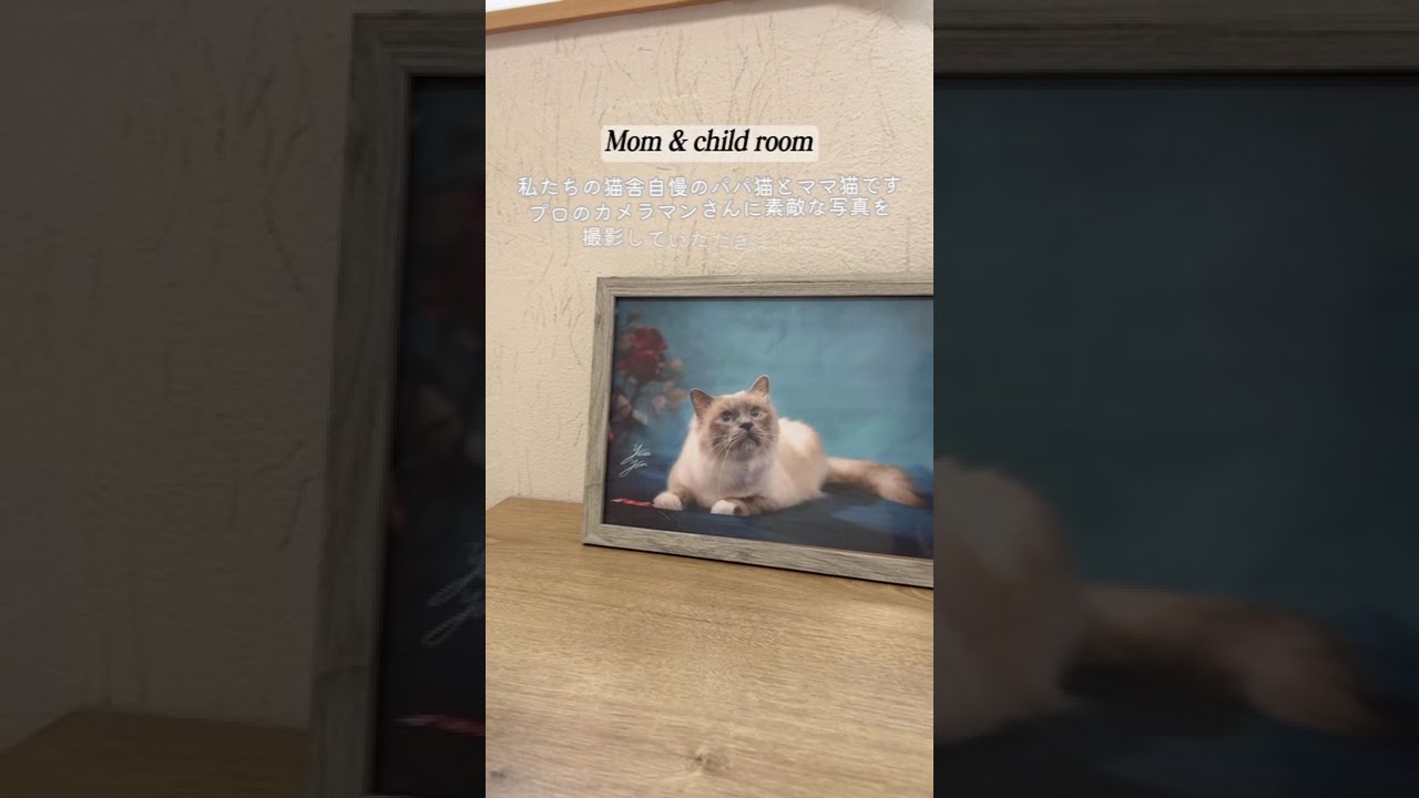 聖なる猫バーマンの猫舎紹介🏠