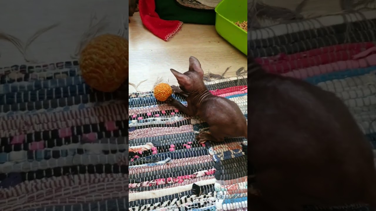 Cutest Cornish Rex Kittens Playing | Funny Cat Videos 2025