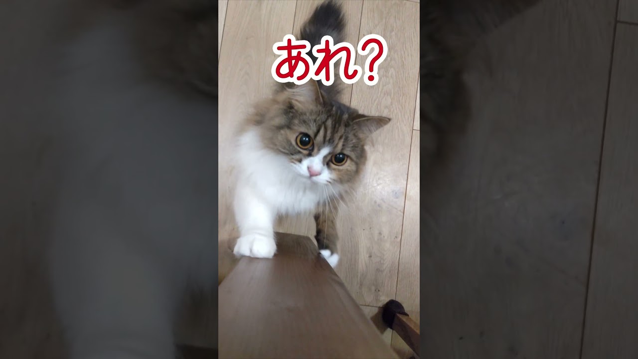おこフィーロ #猫 #スコティッシュフォールド #cat