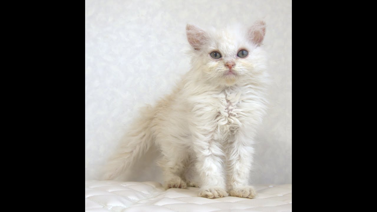 セルカークレックス子猫　Selkirk Rex　2025.4.12産まれ　クリーム＆ホワイト　巻き毛　男の子　シーダキャット猫のお店