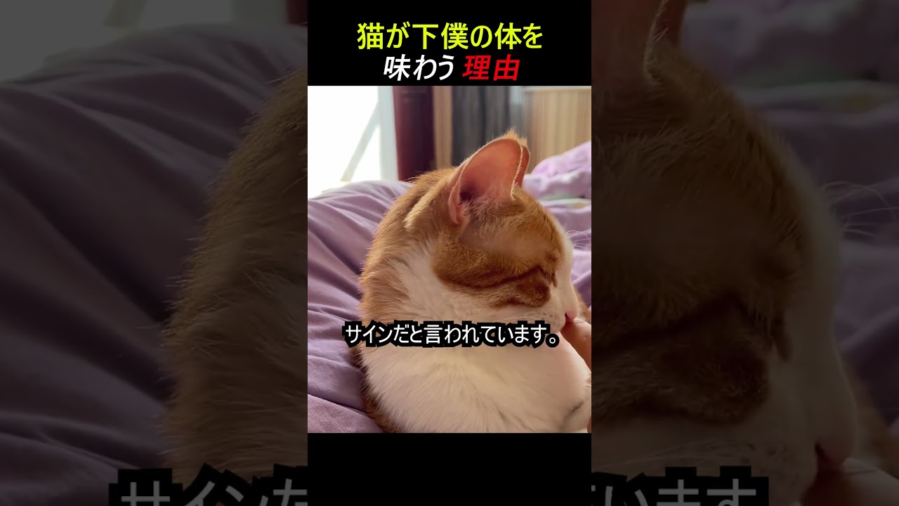 猫が人をなめるさまざまな理由