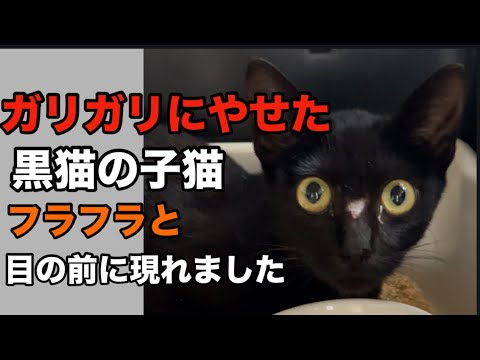 【緊急保護・子猫】夏の終わりにガリガリにやせた黒猫の子猫がフラフラと家の前に現れました。やせ細った体で頑張って今まで一人で生きてきたんだろう。保護しなければ途絶えてしまう命を保護しました。