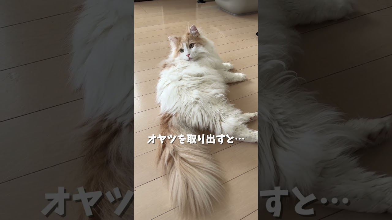 【驚愕】猫の反応速度がすごすぎた… #shorts