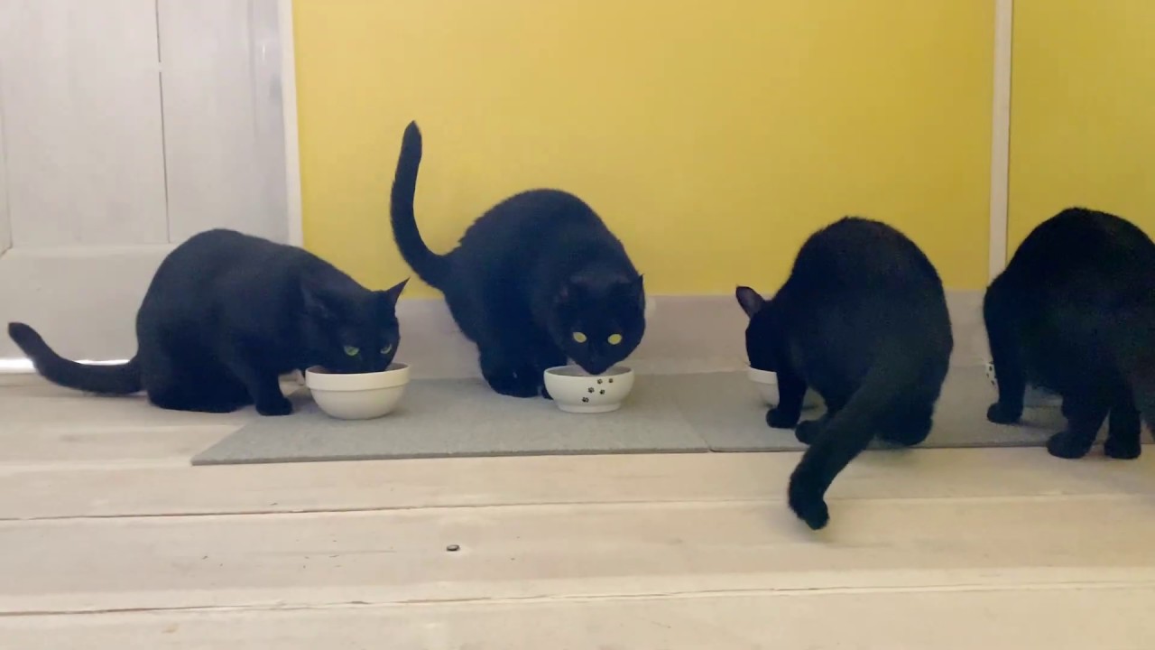 4匹の黒猫ボンベイファミリー☆ドアから勢いよく出てくる黒猫がおもしろい！今日も1日が始まる！カリカリ音とともに☆