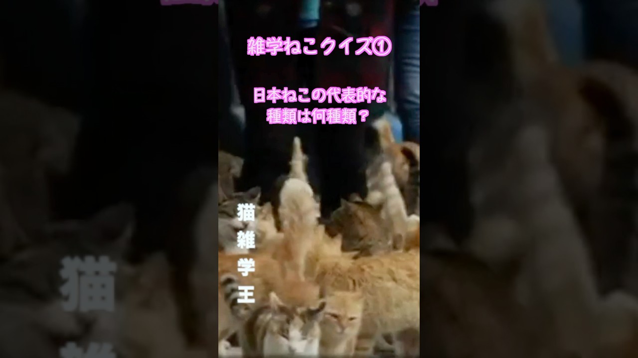 #猫 #猫動画 #雑学 日本猫の種類
