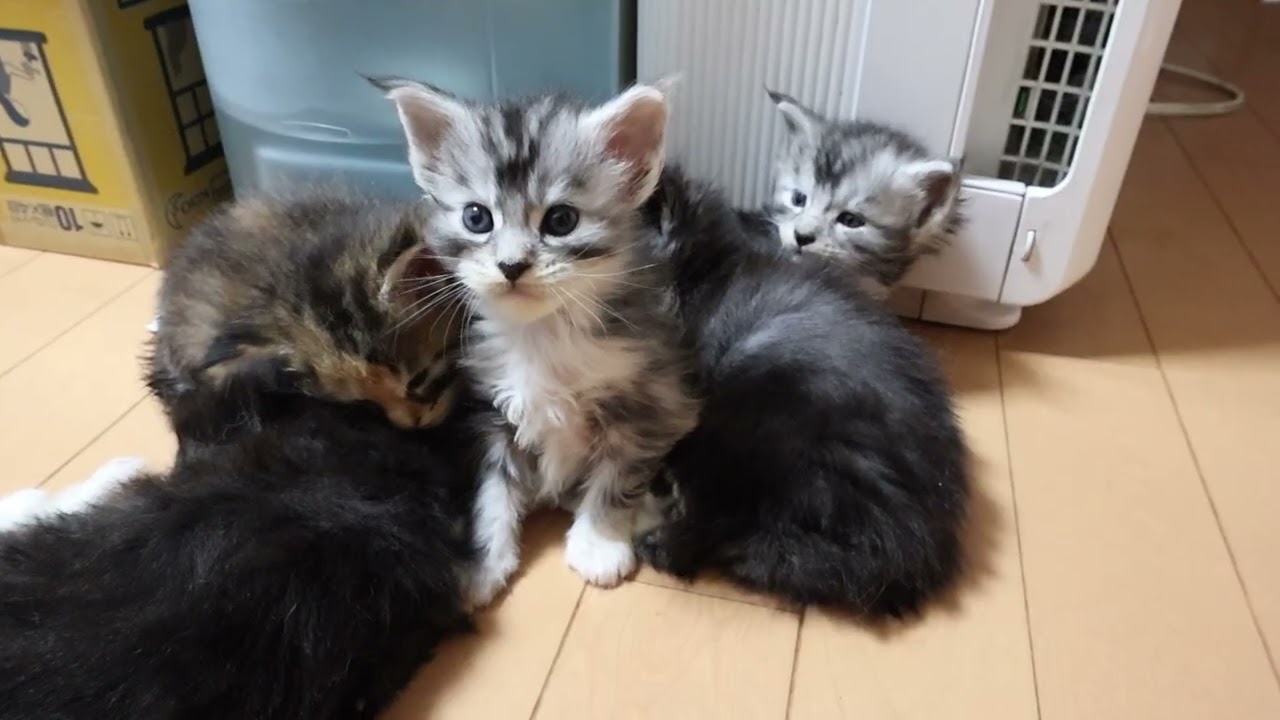 祭りさんのメインクーン子猫生後1ヶ月