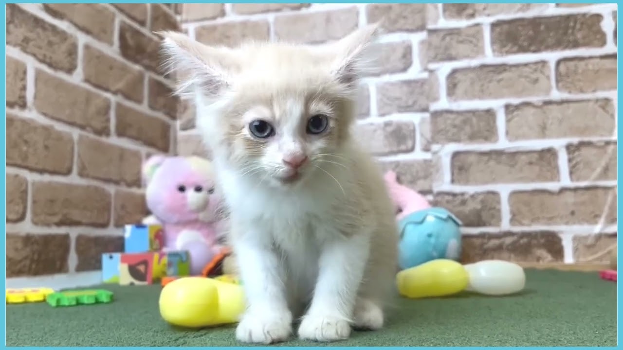 723169 ノルウェージャン・フォレストキャット