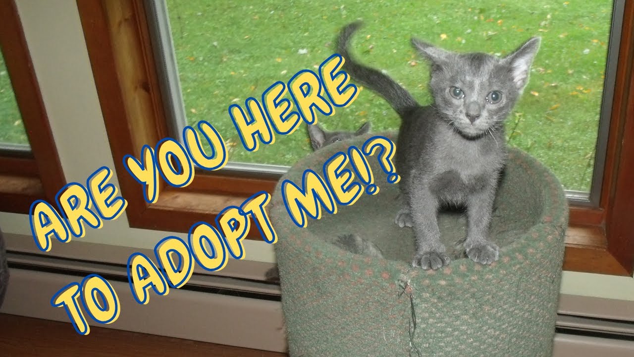 Retro SHOU - Back to his Korat Kitten Days!