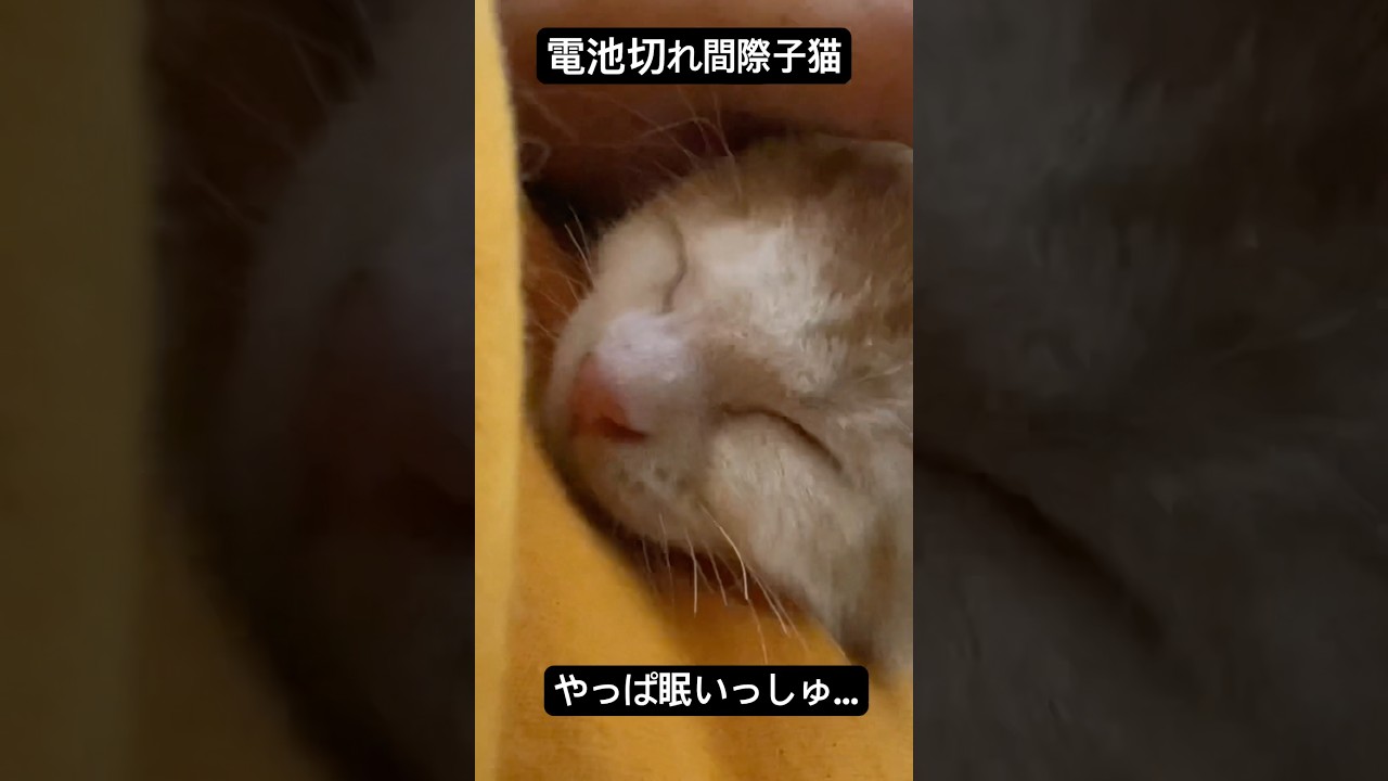 電池切れ間際子猫、寝かしつけられに来る #cat  #猫  #ねこ  #保護猫 #cute #猫のいる暮らし #子猫 #shorts  #こねこ
