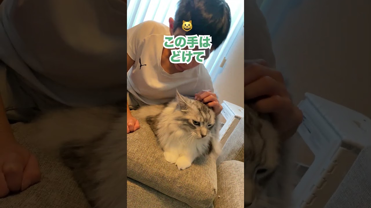 大型猫と一緒にいたいけどフラれる少年#メインクーン#shorts