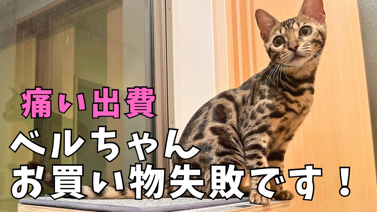 【ベンガル猫】お買い物失敗！残念な結果になりました