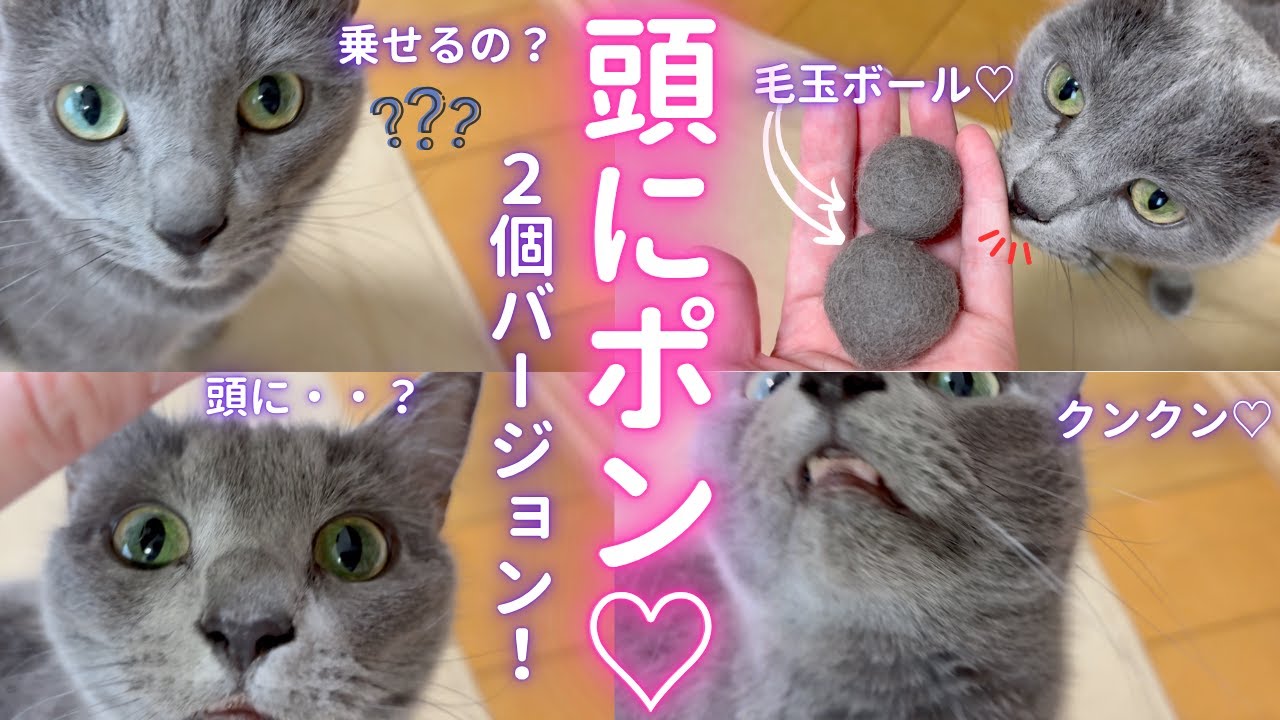 【猫ロシアンブルー】頭にポン❤️毛玉2個バージョン❤️ #russianblue #ロシアンブルー #かわいい猫 #可愛い猫