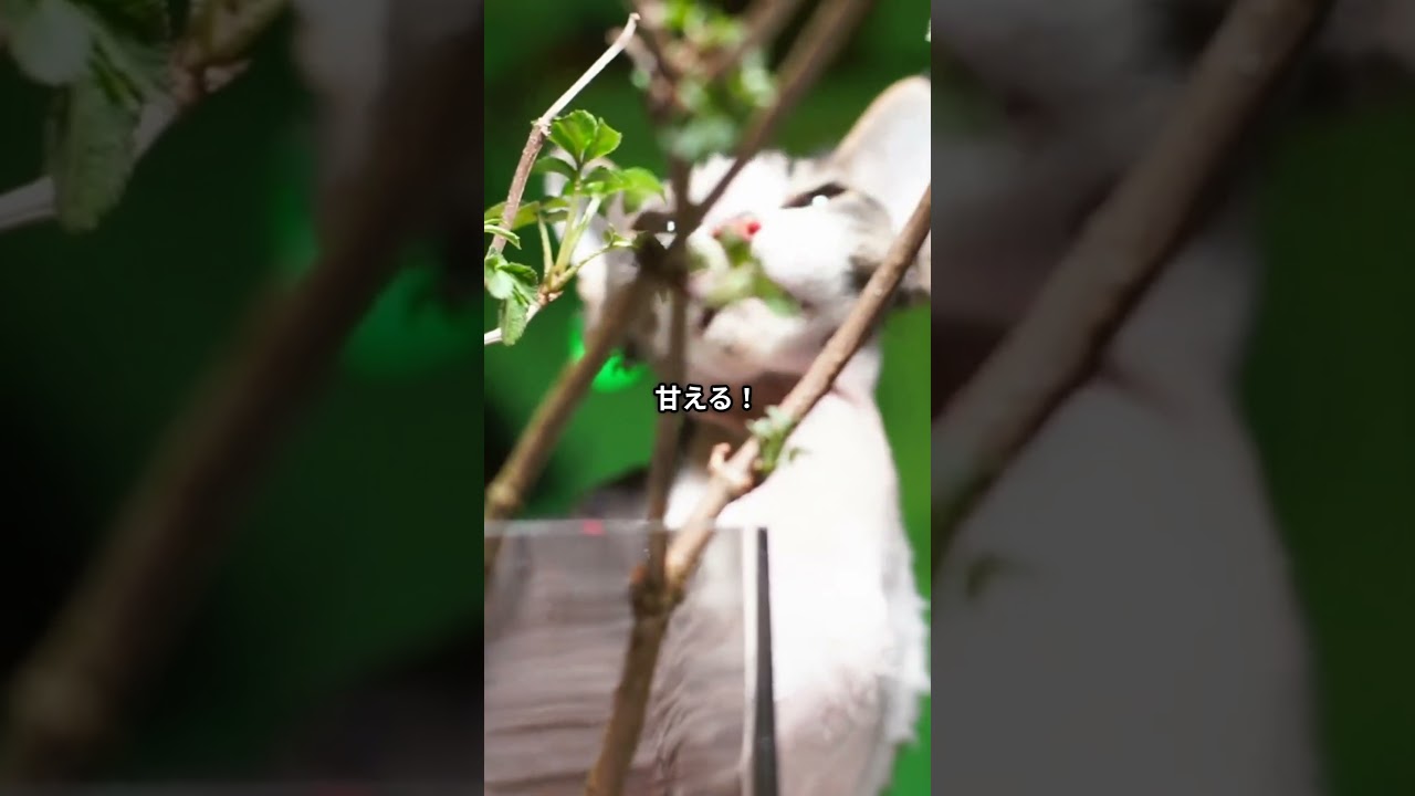 20秒でわかる！コーニッシュレックスの魅力 スタイリッシュ爆走猫！？